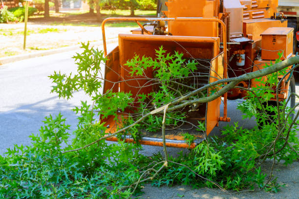 How Our Tree Care Process Works  in  Frazer, PA