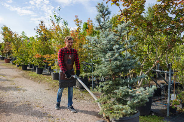 Best Fruit Tree Pruning  in Frazer, PA